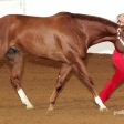 Showmanship at 2009 Worlds
