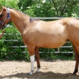 Pumpkin- currently in foal to Zippo’s Sensation