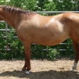 SOLD~Macho’s Valentine~ We would like to congralate Wade Smith on the purchase of this great mare!!