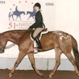 Hunter Under Saddle with Dazzle
