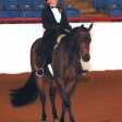 Saddle Seat 2009 ApHC World