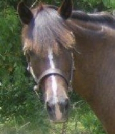 Dolly