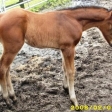 Week Old