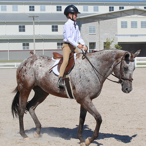 Riding Lessons in Jacksonville, FL Riding, Training, Showing and Breed in North Florida